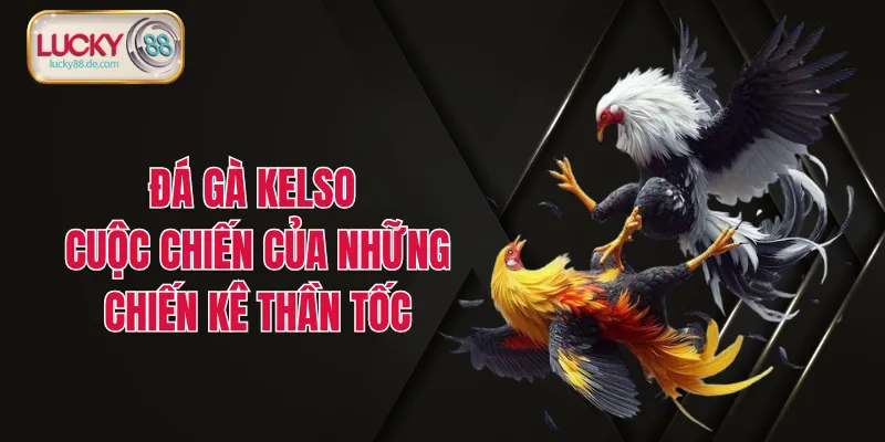 Đá Gà Kelso - Cuộc Chiến Của Những Chiến Kê Thần Tốc