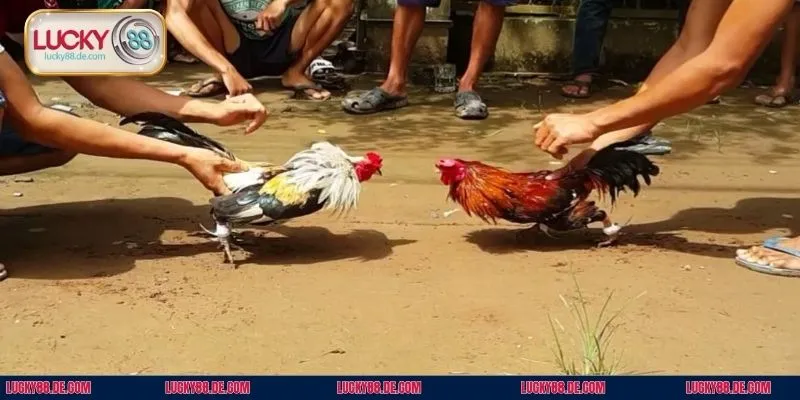 Quy trình cược đá gà tre anh em cần nắm 